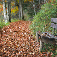 Buy canvas prints of Wooden bench on forest alley with autumn leaves by Daniela Simona Temneanu