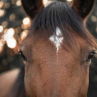Buy canvas prints of Horse looking straight at the camera by Daniela Simona Temneanu