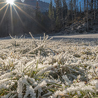 Buy canvas prints of Frozen grass under bright sunlight by Daniela Simona Temneanu