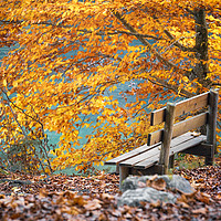 Buy canvas prints of Wooden bench in autumn scenery by Daniela Simona Temneanu