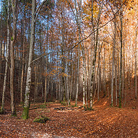 Buy canvas prints of Colorful panorama of an autumn forest by Daniela Simona Temneanu