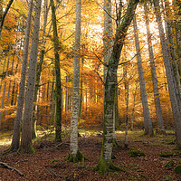 Buy canvas prints of Autumn forest with sun and shadows by Daniela Simona Temneanu