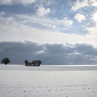Buy canvas prints of Field of snow and trees under bright sun by Daniela Simona Temneanu