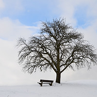 Buy canvas prints of Single tree with bench and snow by Daniela Simona Temneanu