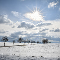 Buy canvas prints of String of trees and snowy fields  by Daniela Simona Temneanu