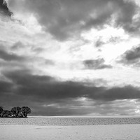 Buy canvas prints of Monochrome winter scenery with trees and snow by Daniela Simona Temneanu