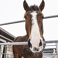 Buy canvas prints of Horse looking at camera while snowing by Daniela Simona Temneanu