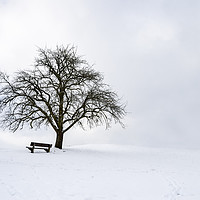 Buy canvas prints of Big leafless tree on a snowy hilltop by Daniela Simona Temneanu