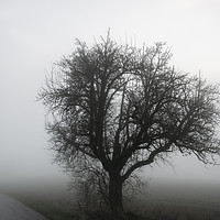Buy canvas prints of Tree silhouette and road through winter mist by Daniela Simona Temneanu