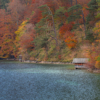 Buy canvas prints of Wooden cottage on Alpsee lake and autumn forest by Daniela Simona Temneanu