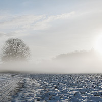 Buy canvas prints of Cold mist over snowy road and tree by Daniela Simona Temneanu