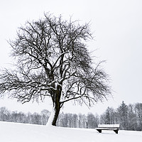 Buy canvas prints of Leafless tree and a bench covered in snow by Daniela Simona Temneanu