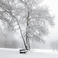 Buy canvas prints of Snowing in a park by Daniela Simona Temneanu
