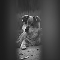 Buy canvas prints of Black and white sad look dog by Daniela Simona Temneanu
