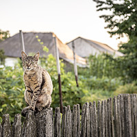Buy canvas prints of Cat sitting on a wooden fence by Daniela Simona Temneanu
