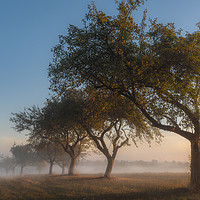 Buy canvas prints of Apple orchard at sunrise in the mist by Daniela Simona Temneanu
