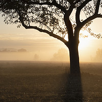 Buy canvas prints of Sunrise through the fog over tree silhouette by Daniela Simona Temneanu