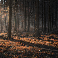Buy canvas prints of Dark autumn forest with beams of light by Daniela Simona Temneanu