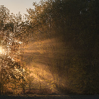 Buy canvas prints of Sun rays shining through fog and trees by Daniela Simona Temneanu