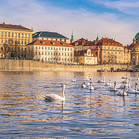 Buy canvas prints of Prague cityscape and the Vltava river by Daniela Simona Temneanu