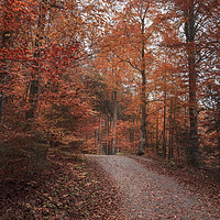 Buy canvas prints of Alley crossing through autumn forest by Daniela Simona Temneanu