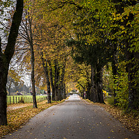 Buy canvas prints of Autumn pathway near Fussen, Germany by Daniela Simona Temneanu