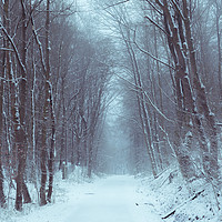 Buy canvas prints of Forest road covered in snow by Daniela Simona Temneanu