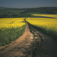 Buy canvas prints of Rapeseed fields in the Moravia Region by Daniela Simona Temneanu