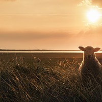 Buy canvas prints of Young sheep in tall grass at sunrise by Daniela Simona Temneanu