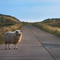 Buy canvas prints of Single sheep on an empty road facing the camera by Daniela Simona Temneanu