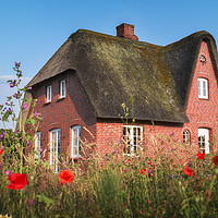 Buy canvas prints of Red brick typical Frisian house and thatched roof by Daniela Simona Temneanu