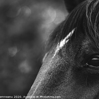 Buy canvas prints of Black horse close-up black and white by Daniela Simona Temneanu