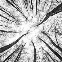 Buy canvas prints of Trees towards sky bottom up view by Daniela Simona Temneanu