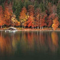 Buy canvas prints of Autumn forest and water reflection on Lake Alpsee, Bavavaria, Germany by Daniela Simona Temneanu