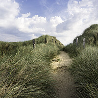 Buy canvas prints of Alley through tall grass on a sandy dune on Sylt island by Daniela Simona Temneanu