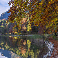 Buy canvas prints of Autumn landscape in bavarian alps. Bavarian forest on the lakeshore near the town Fussen by Daniela Simona Temneanu
