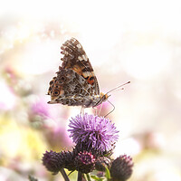 Buy canvas prints of Butterfly on purple flower in bokeh sunlight.Sunny summer nature by Daniela Simona Temneanu