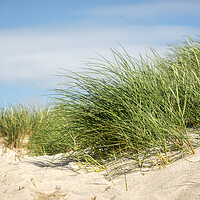 Buy canvas prints of European beach grass in sand dune on Sylt island by Daniela Simona Temneanu