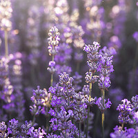 Buy canvas prints of Lavender flowers in bloom in sunlight. Purple lavender field by Daniela Simona Temneanu