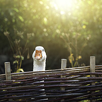 Buy canvas prints of One goose behind farm fence on a sunny day by Daniela Simona Temneanu
