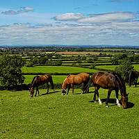 Buy canvas prints of A group of horses graze the sweet green grass at Old Sodbury by Steve Painter
