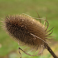 Buy canvas prints of Close up of teasel seed heads by Steve Painter