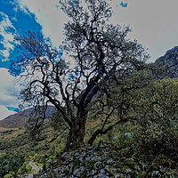 Buy canvas prints of Solitary ancient tree by Steve Painter