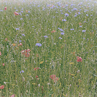 Buy canvas prints of Dreamy wild flowers by Steve Painter