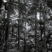 Buy canvas prints of Mount Warning Palm Forest by Steve Painter