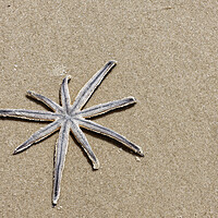 Buy canvas prints of A lonely starfish by Steve Painter