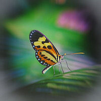 Buy canvas prints of Tropical butterfly in the rainforest by Steve Painter