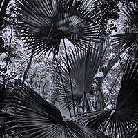 Buy canvas prints of Fan palms by Steve Painter