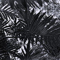 Buy canvas prints of Tropical leaves by Steve Painter