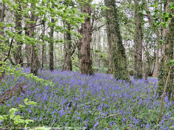 Bluebells and Beech trees in Woodlands near Dartmo Picture Board by Elizabeth Chisholm